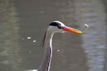 grey herron