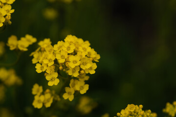 yellow flowers in the garden