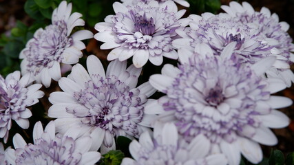 商用で使える花の写真