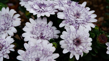 商用で使える花の写真