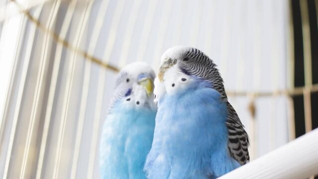 Two beautiful budgies in a cage. Love between parrots. Pets