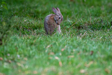 Young rabbit in green grass field