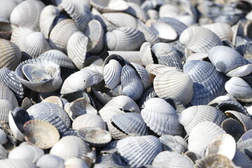 Weißgraue Muscheln am Strand angehäuft