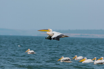 Pelecanus onocrotalus - Pelican comun - Great white pelican