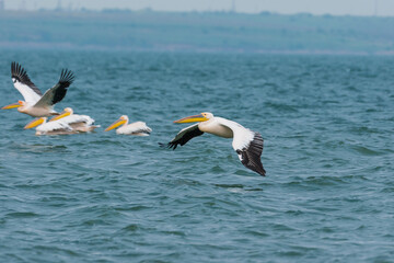 Fototapeta na wymiar Pelecanus onocrotalus - Pelican comun - Great white pelican