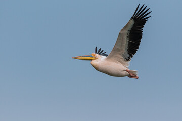 Pelecanus onocrotalus - Pelican comun - Great white pelican