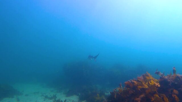 Slow-motion video of a whaler shark, Sydney, Australia