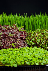 Microgreen of wheat, amaranth, beets and basil isolated on black background. Texture of green stems close up. Different types of sprouts.
