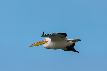 Pelecanus onocrotalus - Pelican comun - Great white pelican