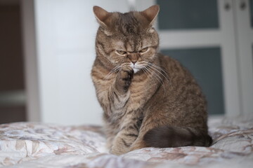 cat on the bed