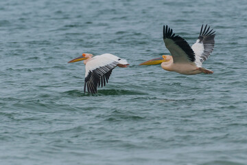 Pelecanus onocrotalus - Pelican comun - Great white pelican