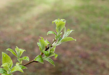 Young leaves on a branch, a symbol of spring, the birth of life