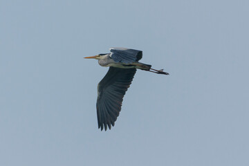 Ardea cinerea - Starc cenusiu - Grey heron