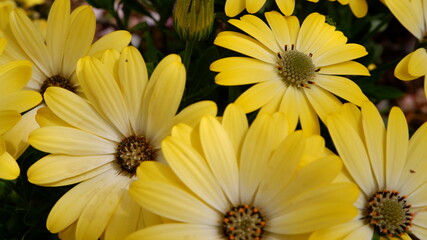商用で使える花の写真
