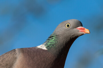 Columba palumbus - Porumbel gulerat - Common wood pigeon