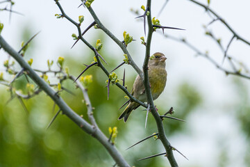 Obraz premium Chloris chloris - Florinte - European greenfinch