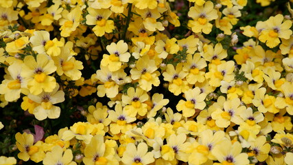 商用で使える可愛い花の写真