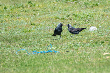 Corvus monedula - Stancuta - Western jackdaw
