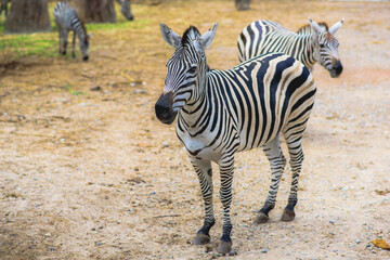zebra in zoo