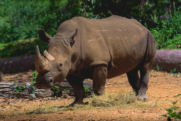Fototapeta premium Southern white rhinoceros on natural background.
