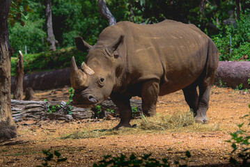 Fototapeta premium Southern white rhinoceros on natural background.