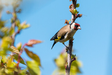 Carduelis carduelis - Sticlete - European goldfinch
