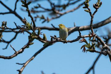 Phylloscopus sibilatrix - Pitulice sfârâitoare - Wood warbler