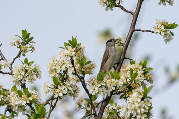 Sylvia atricapilla - Silvie cu cap negru - Eurasian blackcap
