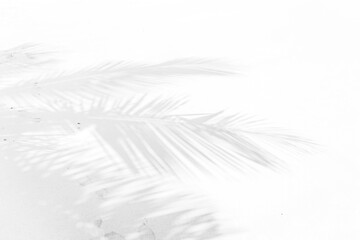 Ombre de palmes sur sable blanc de plage paradisiaque 