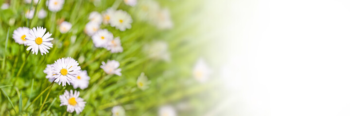 Obraz na płótnie Canvas Daisy flowers panoramic web banner with white copy space