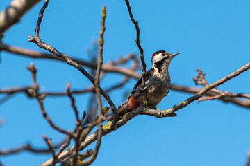 Dendrocopos syriacus - Ciocanitoare de gradini - Syrian woodpecker