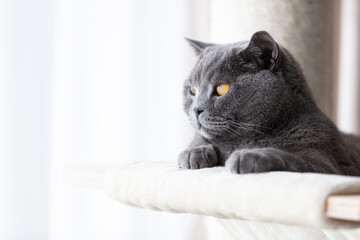 British cat lying cat tree scratching post