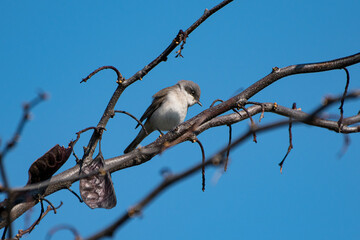 Sylvia curruca - Silvie mica - Lesser whitethroat