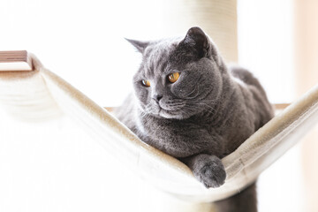 British cat on hammock on cat tree scratching post