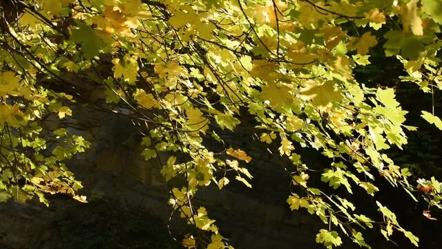 A light breeze stirs the yellow maple leaves. Autumn trees in the warm sunlight. The beauty of city parks.Tree branch close-up. The concept of golden autumn, freshness, coolness. Atmospheric landscape