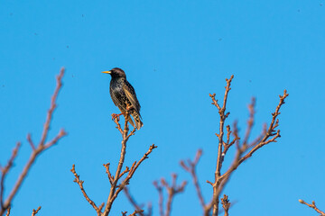 Sturnus vulgaris - Graur - Common starling