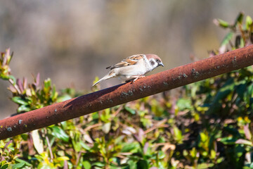 Passer montanus - Vrabie de camp - Eurasian tree sparrow