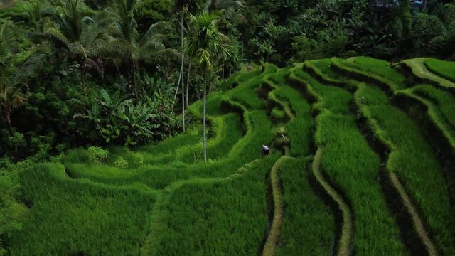 Aerial view on farmer collects rice on beautiful rice terrace in Tegalalang Rice Terrace between palm trees in Bali Indonesia. High quality 4k aerial footage