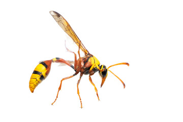 Image of black back mud-wasp isolated on white background. Animal. Insect.