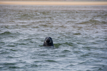 Obraz premium wild Seals on the beach