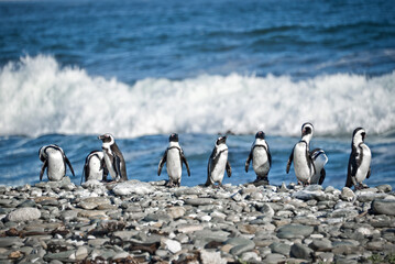 Funny penguins aligned on a pebble beach, ocean wave in the background, South Africa