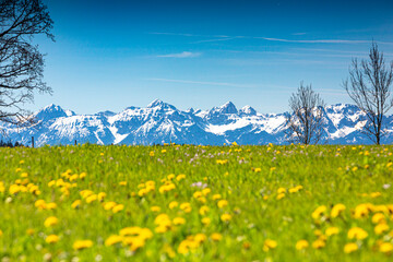 Germany, Bavaria, Allgäu, Friesenried, spring meadow against snowy alps mountains