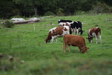 Fototapeta na wymiar cows on a field in switzerland