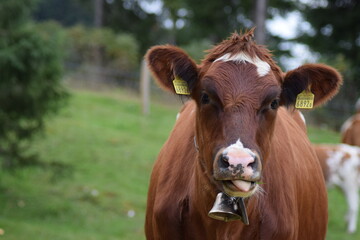 cow looking at the camera, sticking its tongue out