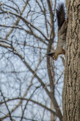 squirrel in the park