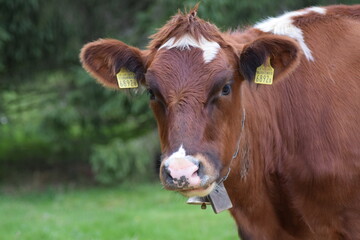 portrait of a cow on a field in switzerland