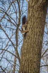 squirrel in the park