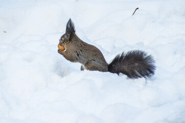 squirrel in the park