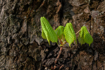 Young chestnut leaves on the background of the trunk.