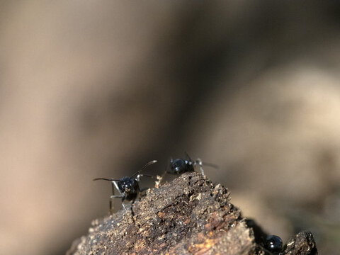 Ants Inside Anthill In The Wood